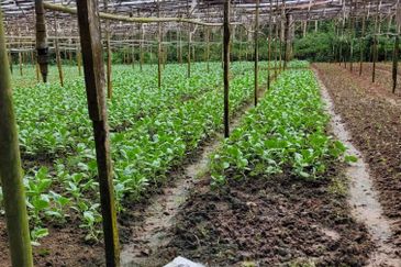 agriland tapah kuala woh