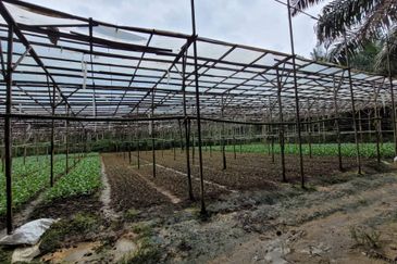 agriland tapah kuala woh