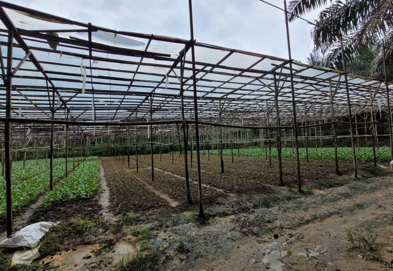 agriland tapah kuala woh