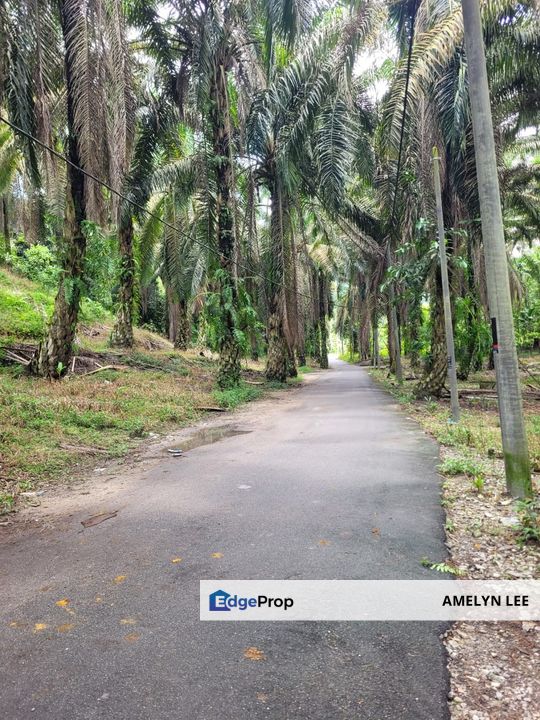 GOPENG AGRICULTURE LAND FOR SALES, Perak, Kampar