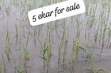 Langkap Agricultural Land