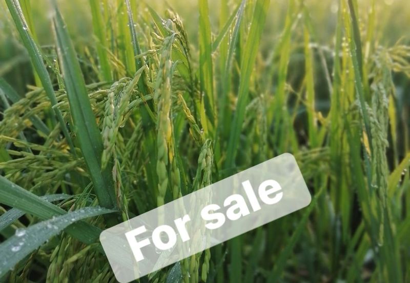 Langkap Agricultural Land