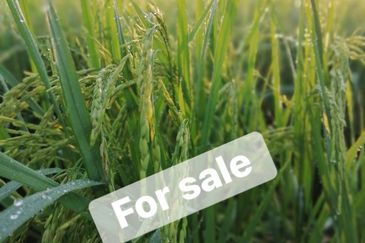 Langkap Agricultural Land