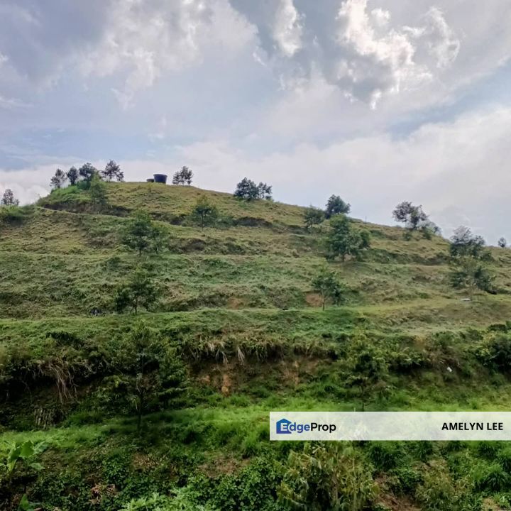Gopeng durian farm, Perak, Gopeng