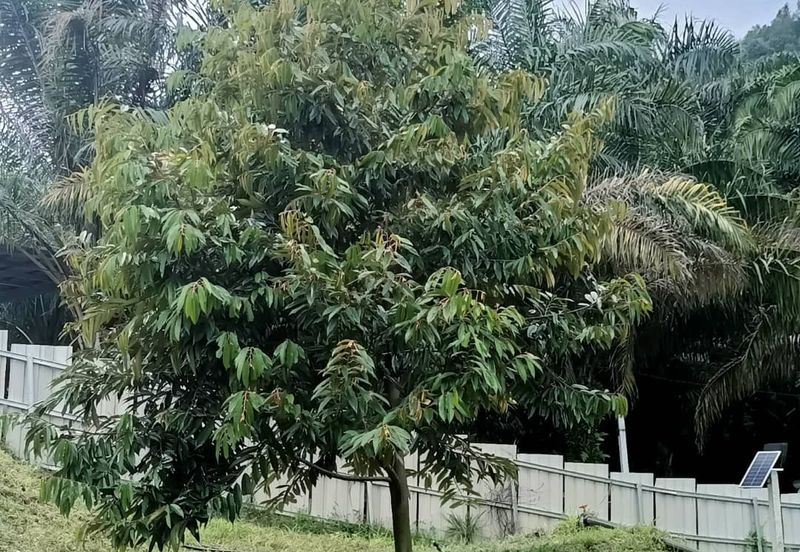 Gopeng durian farm