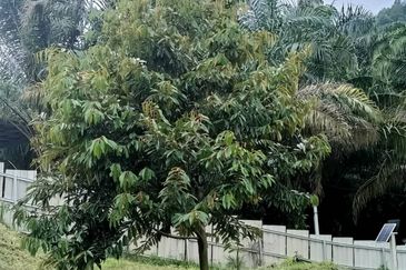 Gopeng durian farm