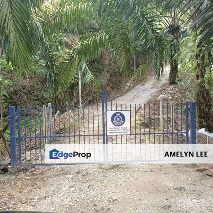 Gopeng durian farm, Perak, Gopeng