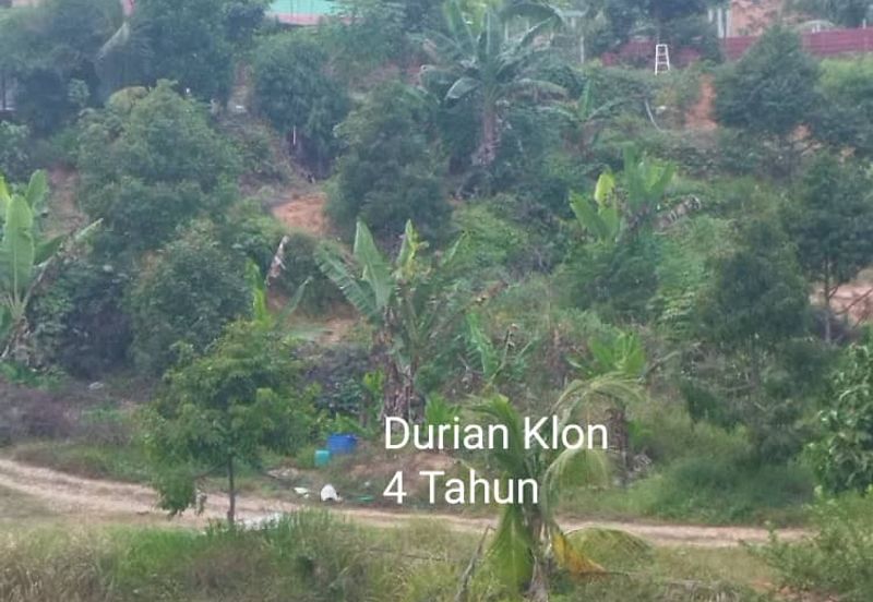 Kuala kangsar durian farm