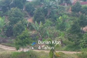 Kuala kangsar durian farm