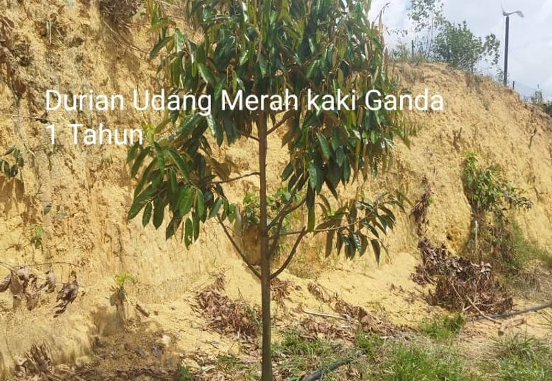 Kuala kangsar durian farm