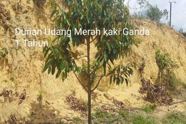 Kuala kangsar durian farm