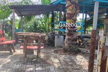 Kuala kangsar durian farm