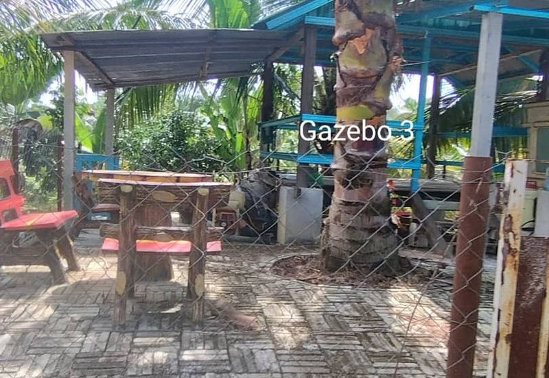 Kuala kangsar durian farm