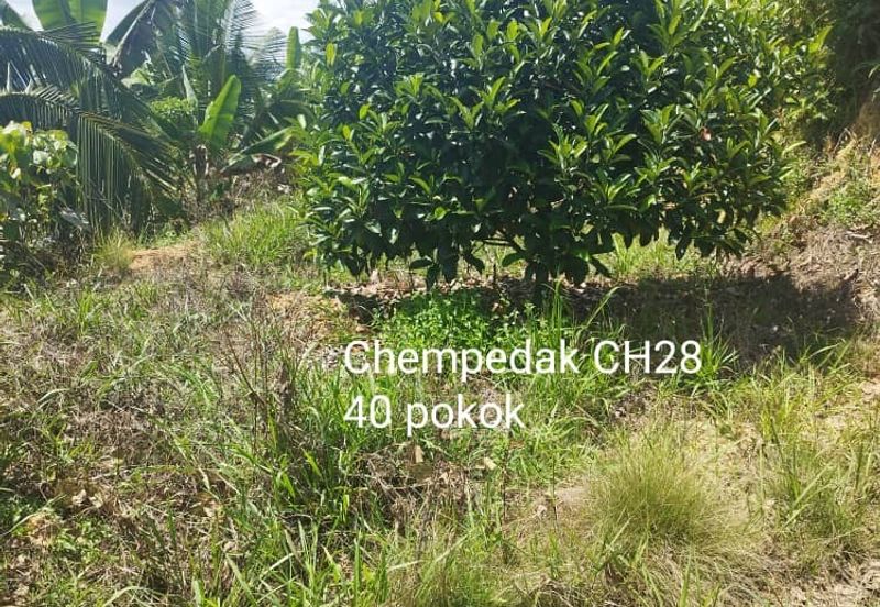 Kuala kangsar durian farm