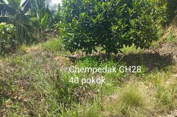 Kuala kangsar durian farm