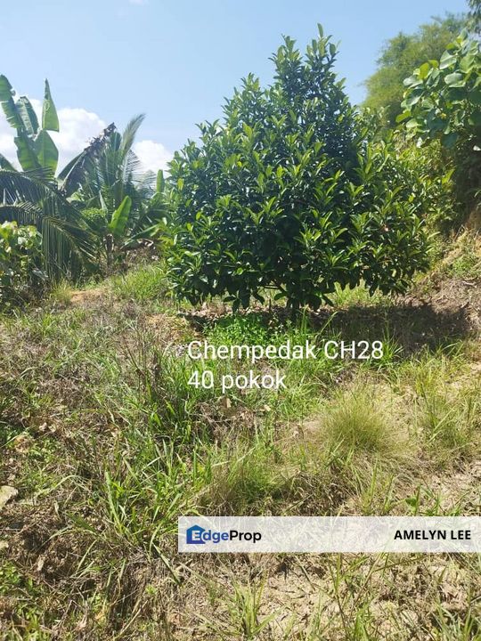 Kuala kangsar durian farm, Perak, Kuala Kangsar