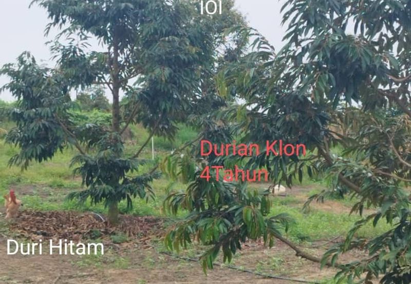 Kuala kangsar durian farm