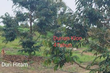 Kuala kangsar durian farm