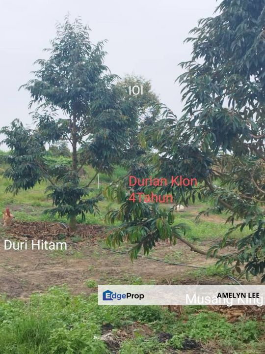 Kuala kangsar durian farm, Perak, Kuala Kangsar