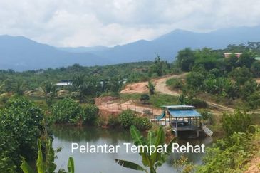 Kuala kangsar durian farm
