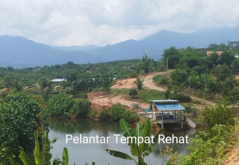 Kuala kangsar durian farm