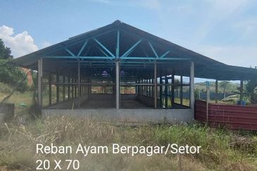 Kuala kangsar durian farm