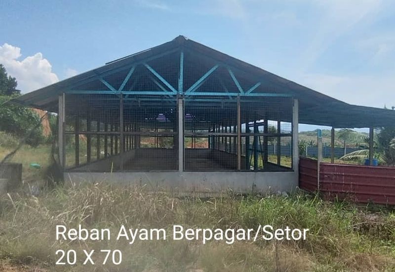 Kuala kangsar durian farm