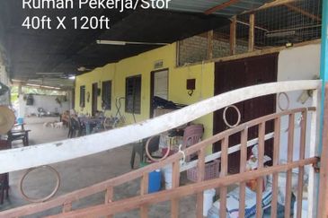 Kuala kangsar durian farm