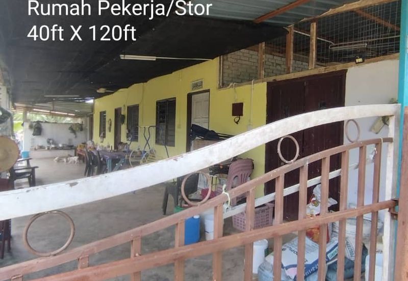 Kuala kangsar durian farm