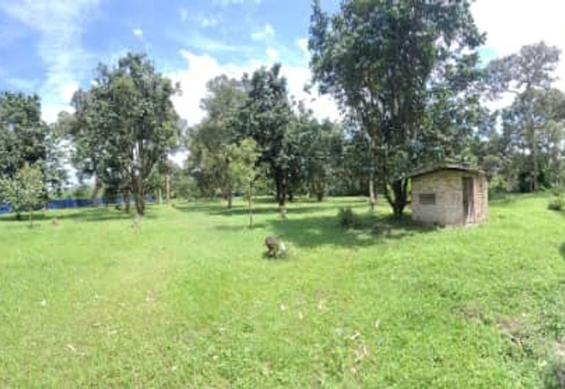 Agricultural Land durian farm at Batang Kali Genting Highland