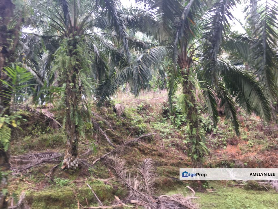 batu kurau agriculture land, Perak, Batu Kurau