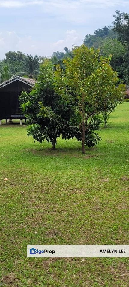gopeng agriculture durian farm, Perak, Kampar