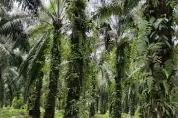 Langkap Agricultural Land