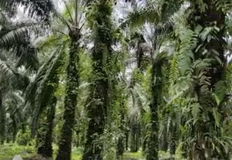 Langkap Agricultural Land