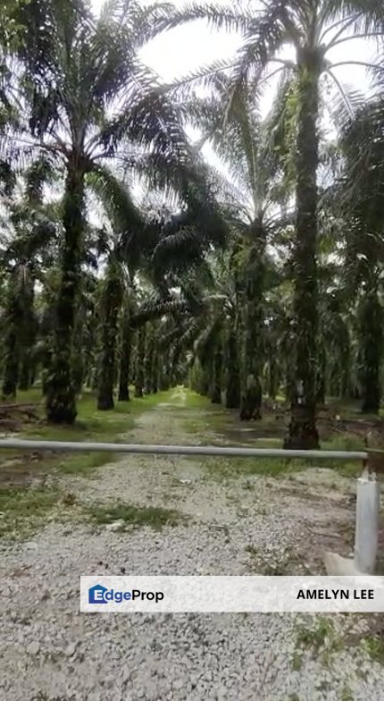 langkap agriculture land, Perak, Kampong Gajah