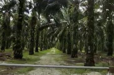 Langkap Agricultural Land