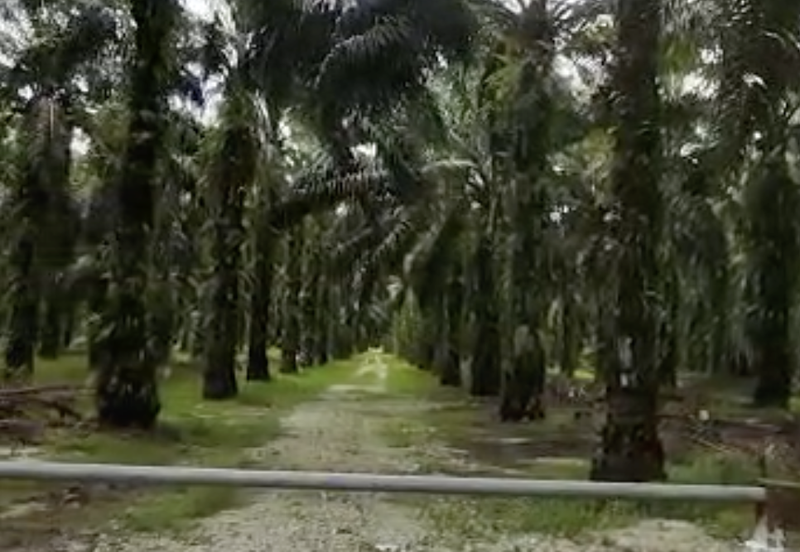 Langkap Agricultural Land