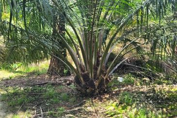 Langkap Agricultural Land