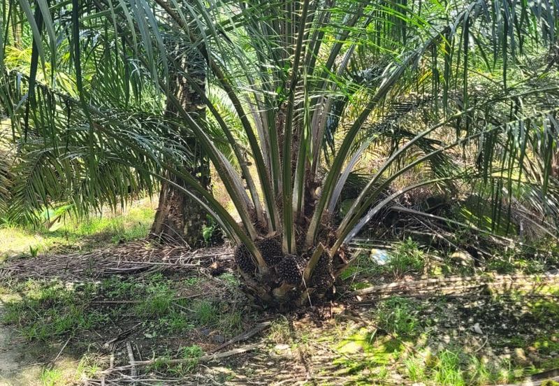 Langkap Agricultural Land