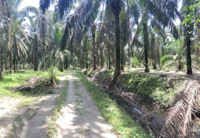 Langkap Agricultural Land