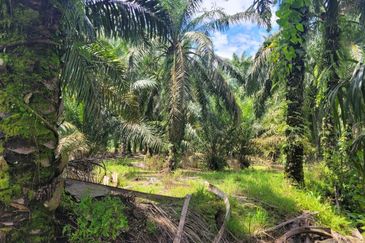 Langkap Agricultural Land