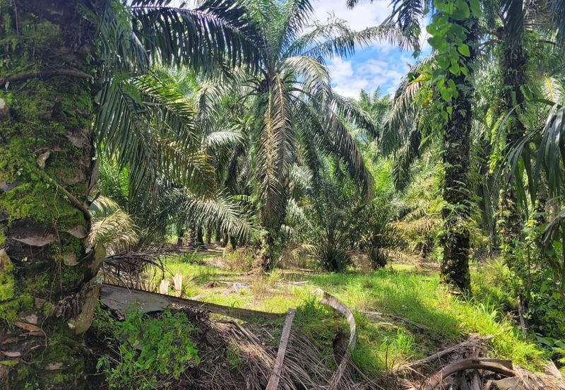Langkap Agricultural Land