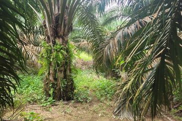 AGRI LAND-JLN CHANGKAT SULAIMAN(SUNGKAI)
