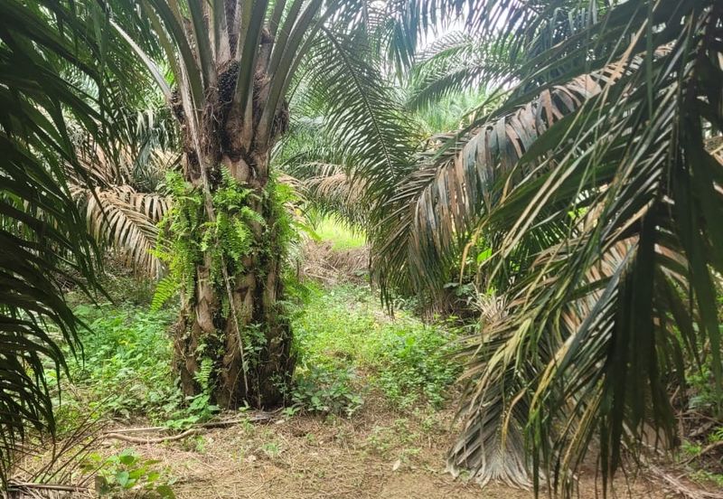 AGRI LAND-JLN CHANGKAT SULAIMAN(SUNGKAI)