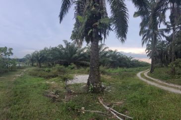 AGRI LAND TEMOH Perak BIRD NEST&POND