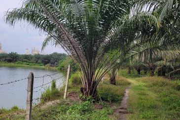 AGRI LAND TEMOH Perak BIRD NEST&POND