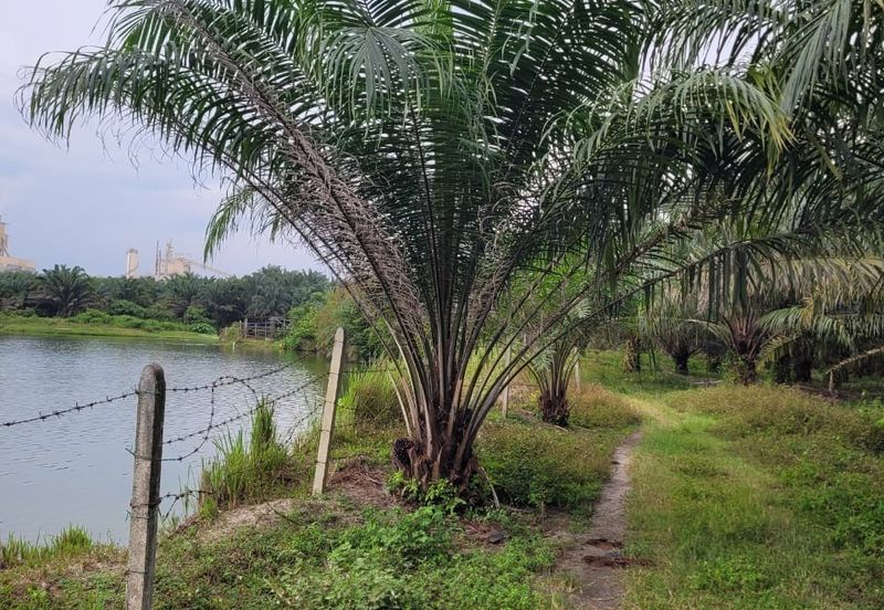 AGRI LAND TEMOH Perak BIRD NEST&POND