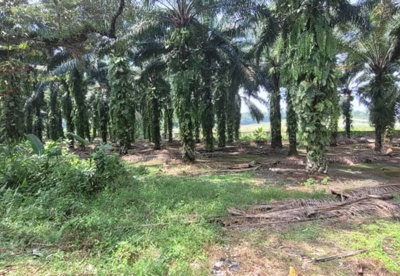 AGRI  LAND- JLN TAPAH 