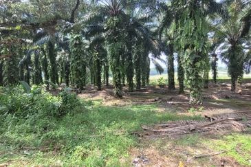 AGRI  LAND- JLN TAPAH 