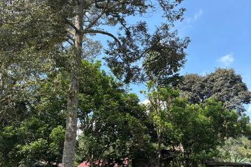 Jelebu Kg Gagu Tanah Pertanian 2 Ekar Untuk Dijual Hanya RM340K NEGO 